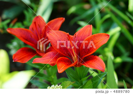 肌触りがいい 花 百合 ユリ科 PIXTA - オレンジ色の写真素材 フラワー・ガーデニング