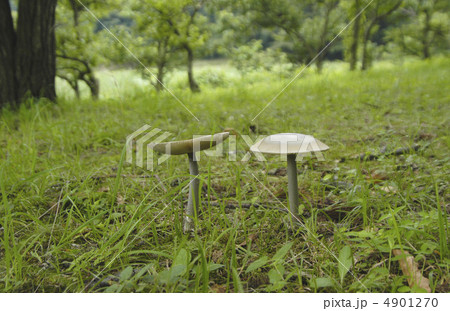隠花植物の写真素材