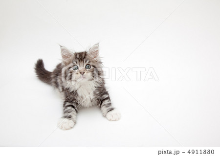 子猫 メインクーン 白黒 グレーの写真素材