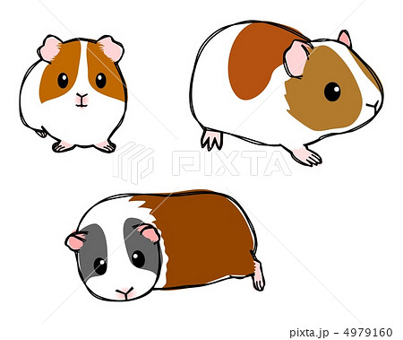 Guinea Pig Illustrations
