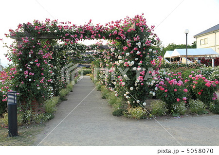 イングリッシュガーデン パーゴラ つるバラ つる薔薇の写真素材