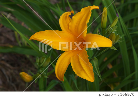 カンゾウの花の写真素材