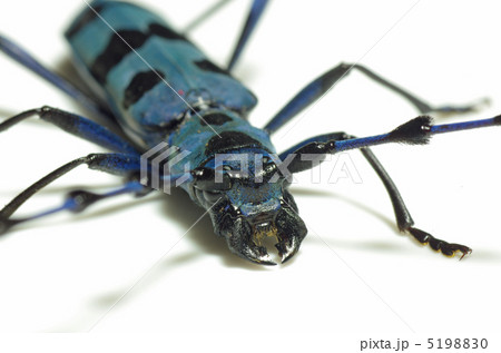 ルリボシカミキリ ロザリア 昆虫 カミキリムシの写真素材
