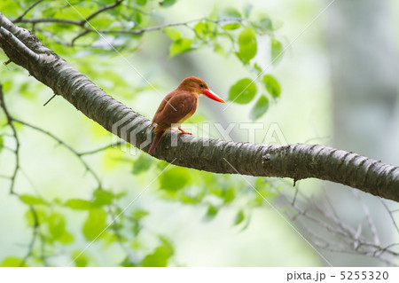キングフィッシャー 鳥の写真素材