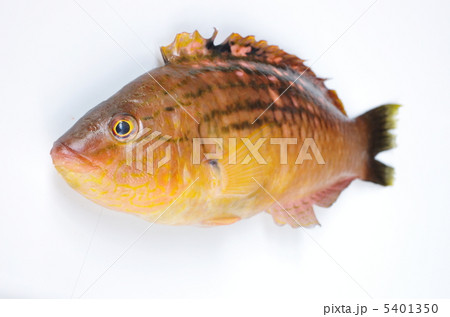 魚 海水魚 ベラ べらの写真素材