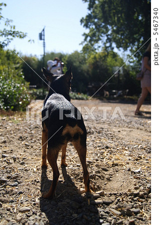 後姿 チワワ 犬の写真素材