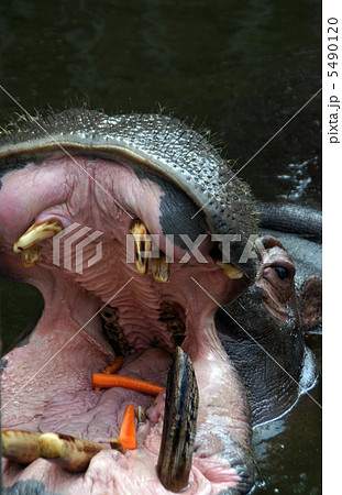 動物 口 カバ 歯 水中 水の写真素材