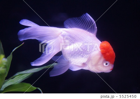 金魚 タンチョウ 丹頂 魚の写真素材