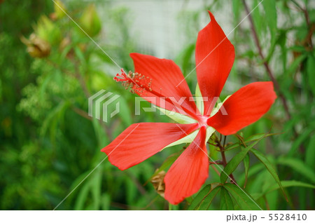 こうしょくき 花 植物の写真素材