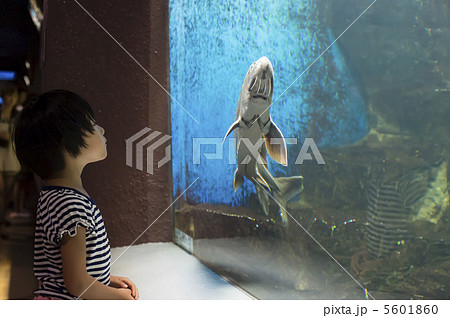 人物 女の子 水族館 小樽水族館の写真素材