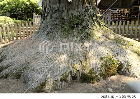 杉の根