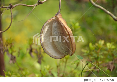 あけび つるの写真素材 - PIXTA