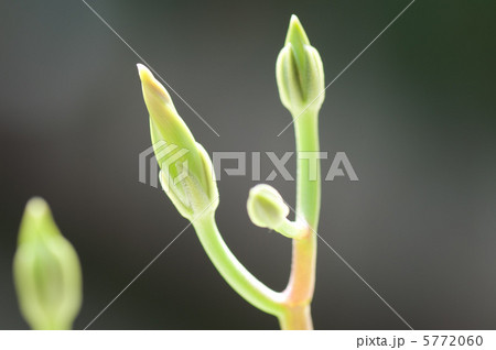 蕾 つぼみ 朝顔 アサガオの写真素材