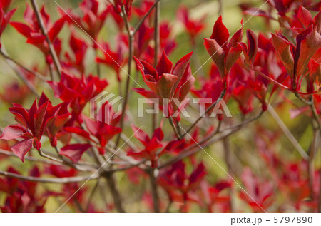 紅葉 ツツジ 赤い葉 つつじの写真素材