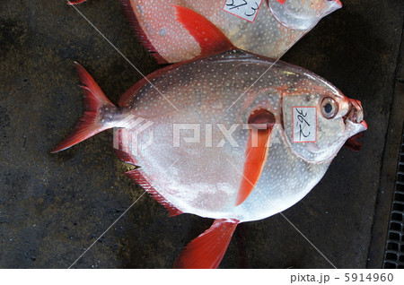 マンダイ 魚 さかなの写真素材