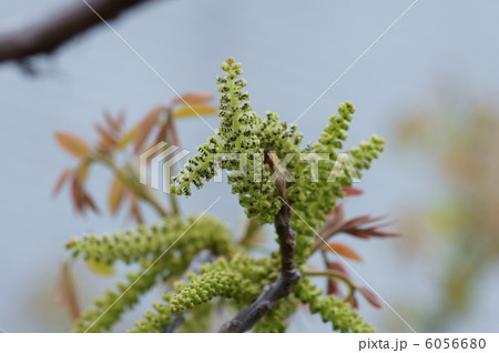 信濃クルミ 花の写真素材