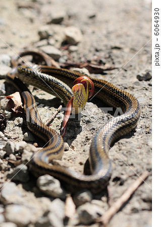 成蛇 共食い ヘビ 噛むの写真素材