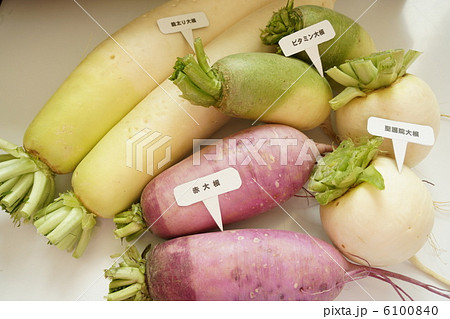 野菜 大根 根菜 紫色の写真素材 - PIXTA 野菜 大根 根菜 紫色の写真素材 - PIXTA