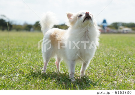 チワワ 犬 上を向く ホワイトの写真素材