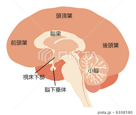 小脳 大脳 脳 解剖図のイラスト素材