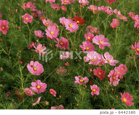五霞 関東地方 アジア 花の写真素材