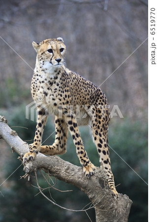 チーター 多摩動物園 野獣 絶滅危惧種の写真素材