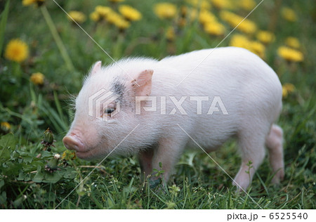 ミニブタ かわいい 小動物 ぺットの写真素材