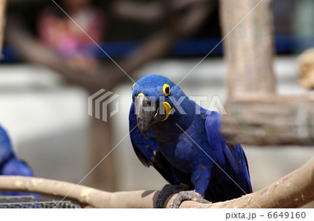 ブラジル固有種の写真素材