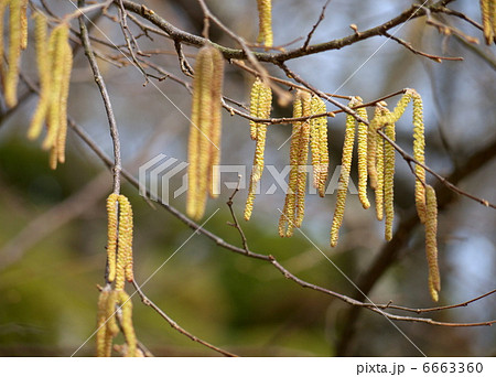 セイヨウハシバミ 木の写真素材