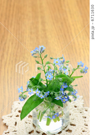 忘れな草 ワスレナグサ 花瓶 花の写真素材 - PIXTA