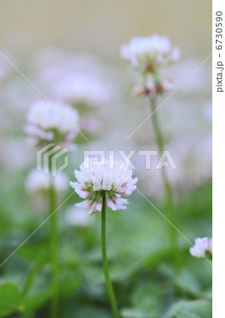 白詰め草 花 外来種 レンゲソウの写真素材