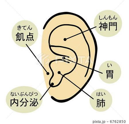 耳ツボ 図のイラスト素材