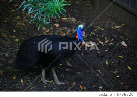 火食鳥