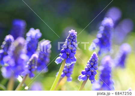 ムスク 花の写真素材