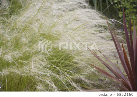 フェザーグラス 素材の写真素材