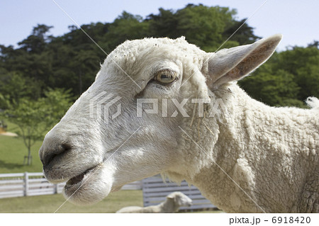 顔 羊 関西 東洋の写真素材