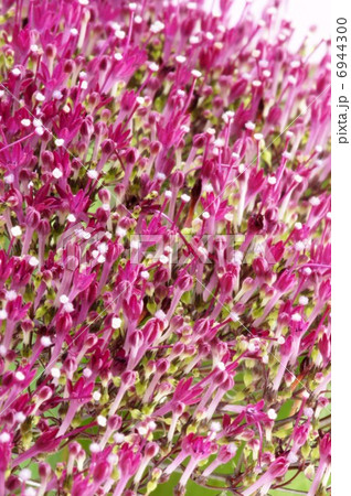 ユウギリソウ 切り花用の写真素材