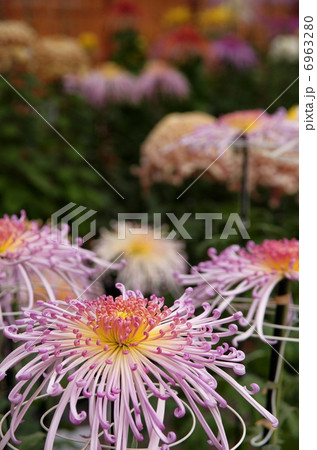 糸菊の写真素材 - PIXTA