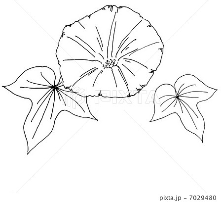 アサガオ 朝顔 あさがお 葉脈の写真素材 Pixta