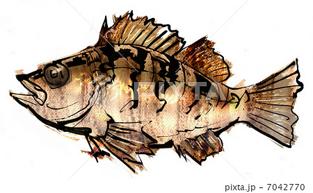 メバルのイラスト素材