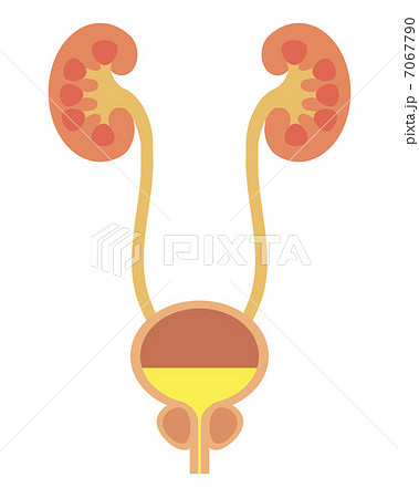 泌尿器 腎臓 膀胱 仕組みの写真素材