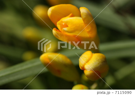 フリージャーの写真素材