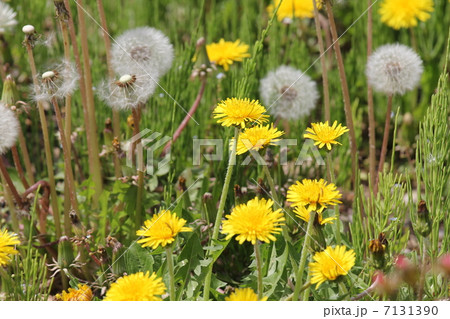 ダンデライオン 花の写真素材