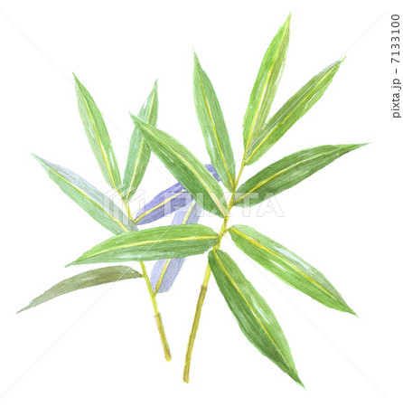 くまざさのイラスト素材 くまざさのイラスト素材