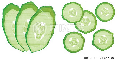 野菜 切り口 輪切り きゅうりのイラスト素材 Pixta
