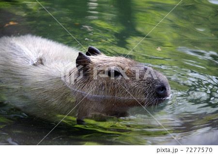 カピバラ オニテンジクネズミ 最大 鬼天竺鼠の写真素材 - PIXTA