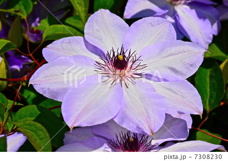 花 テッセン 鉄扇 植物 綺麗の写真素材