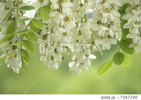 アカシアの花の写真素材