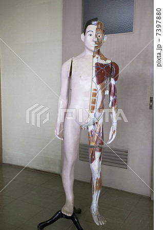 理科室 人体模型 屋内 室内の写真素材