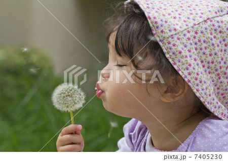 子供 綿毛 少女 吹くの写真素材